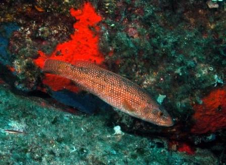 Labrus viridis